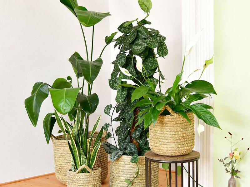 Mindful Plant Placement