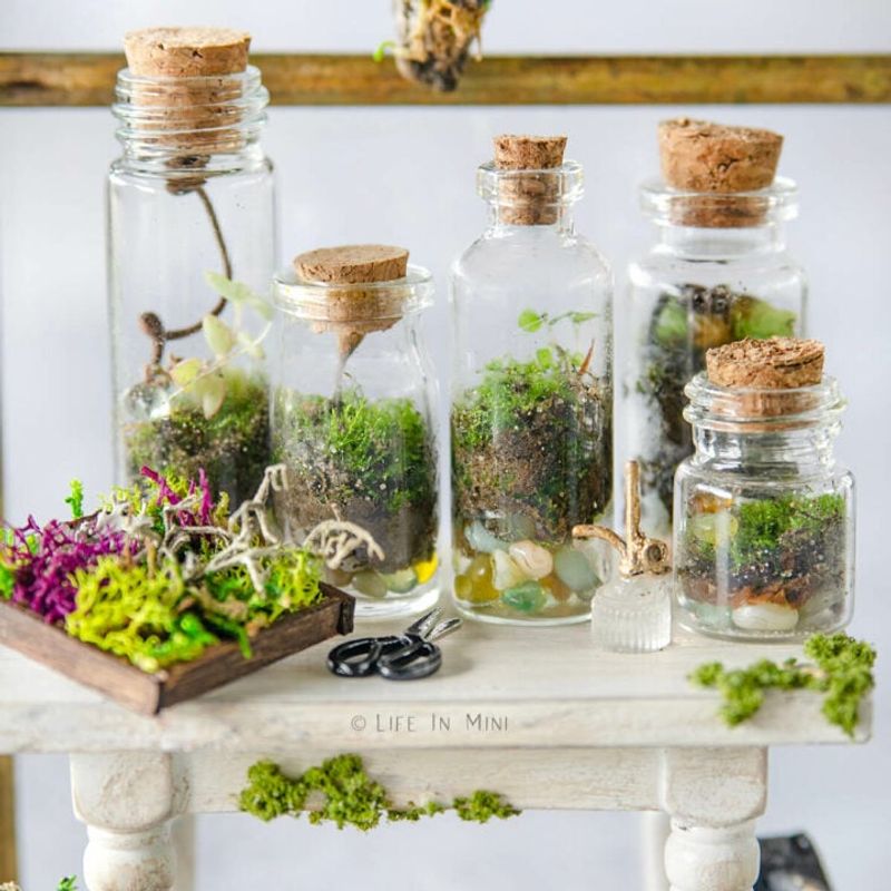 Mini Terrarium Magic