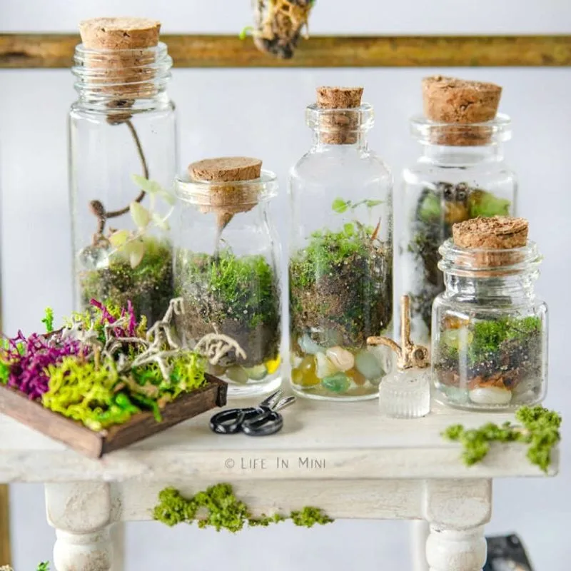 Mini Terrarium Magic