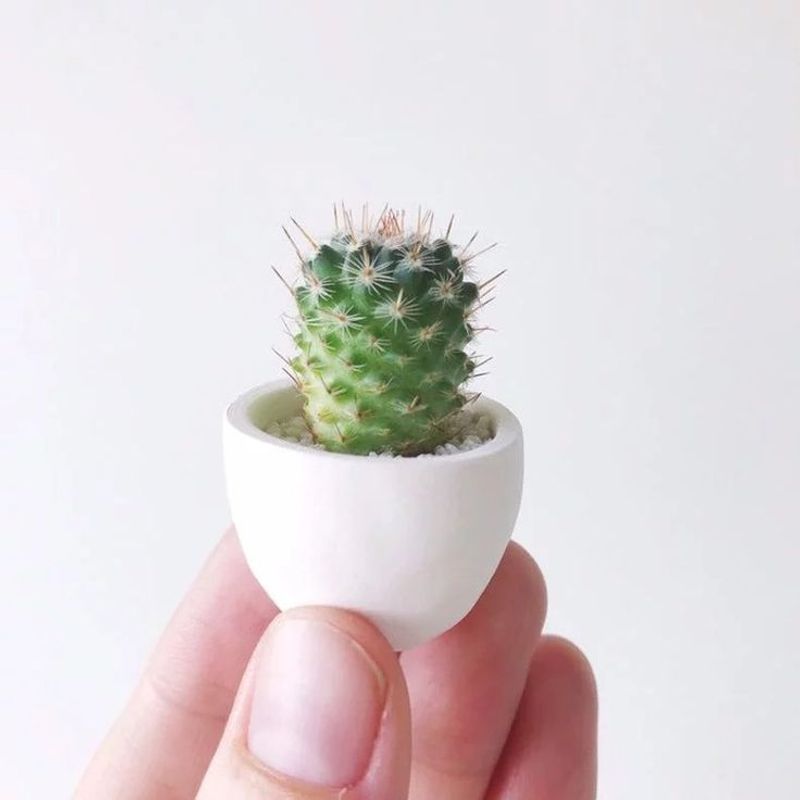 Miniature Cacti