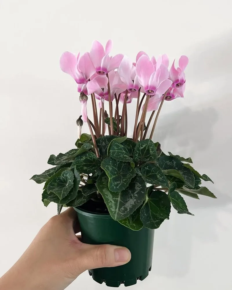 Miniature Cyclamen