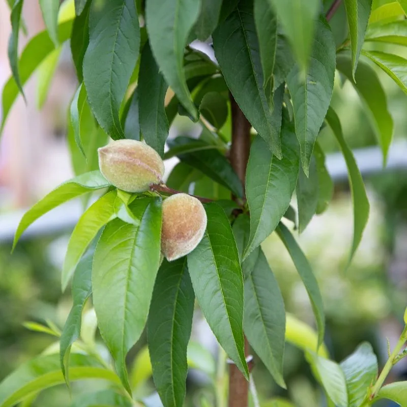 Miniature Fruit Trees