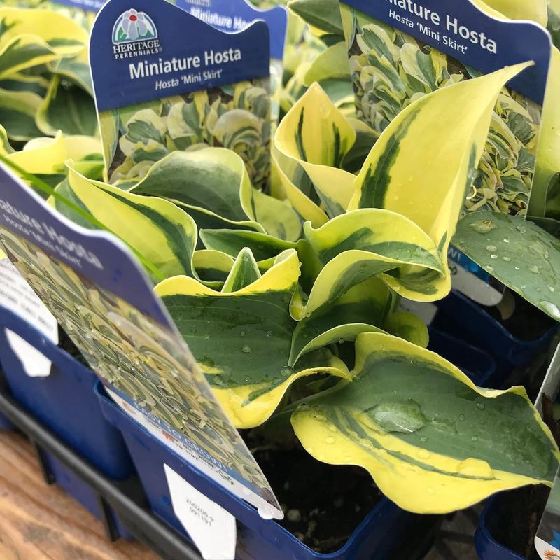 Miniature Hostas