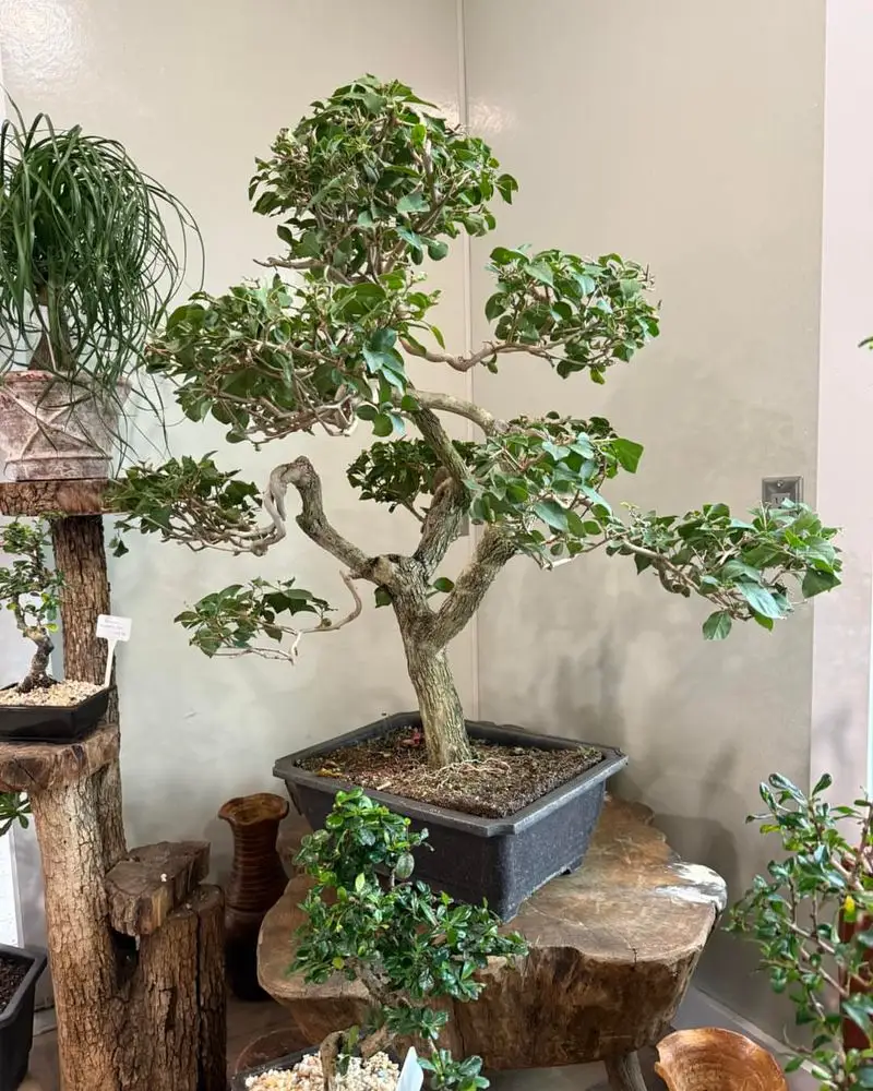 Miniature Indoor Trees
