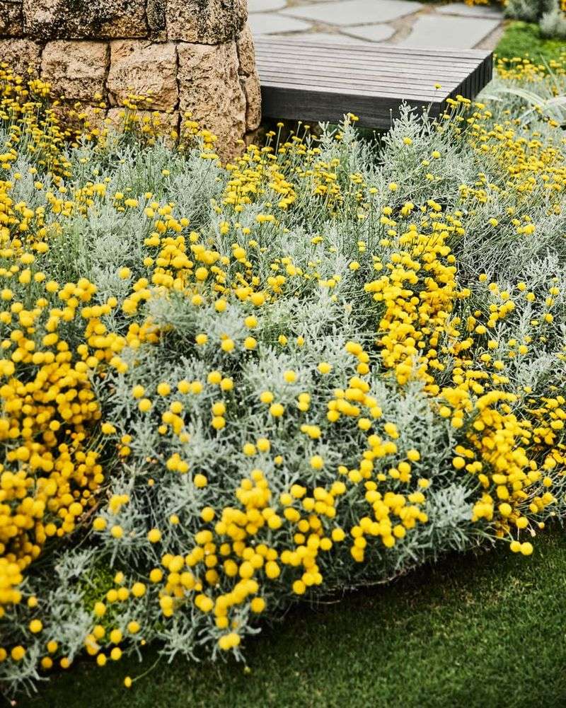 Miniature Lavender