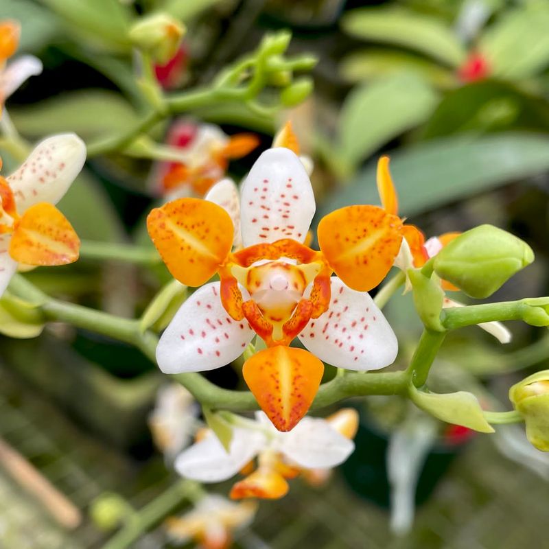 Miniature Phalaenopsis Orchid