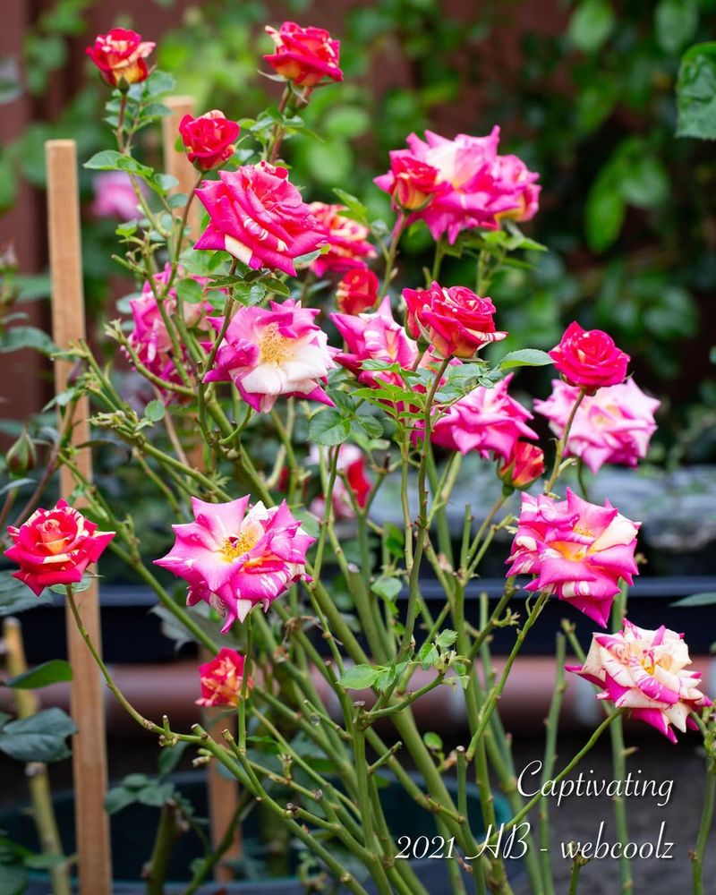 Miniature Rose