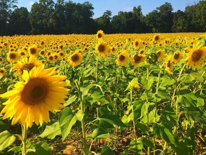 Sunflower