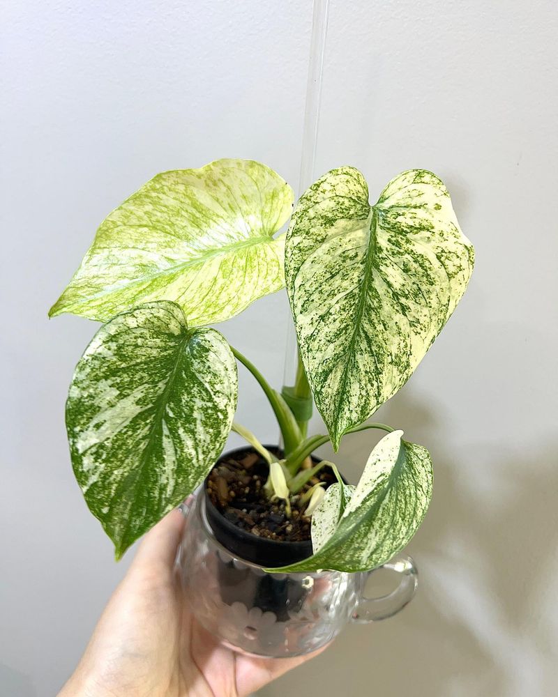 Mint