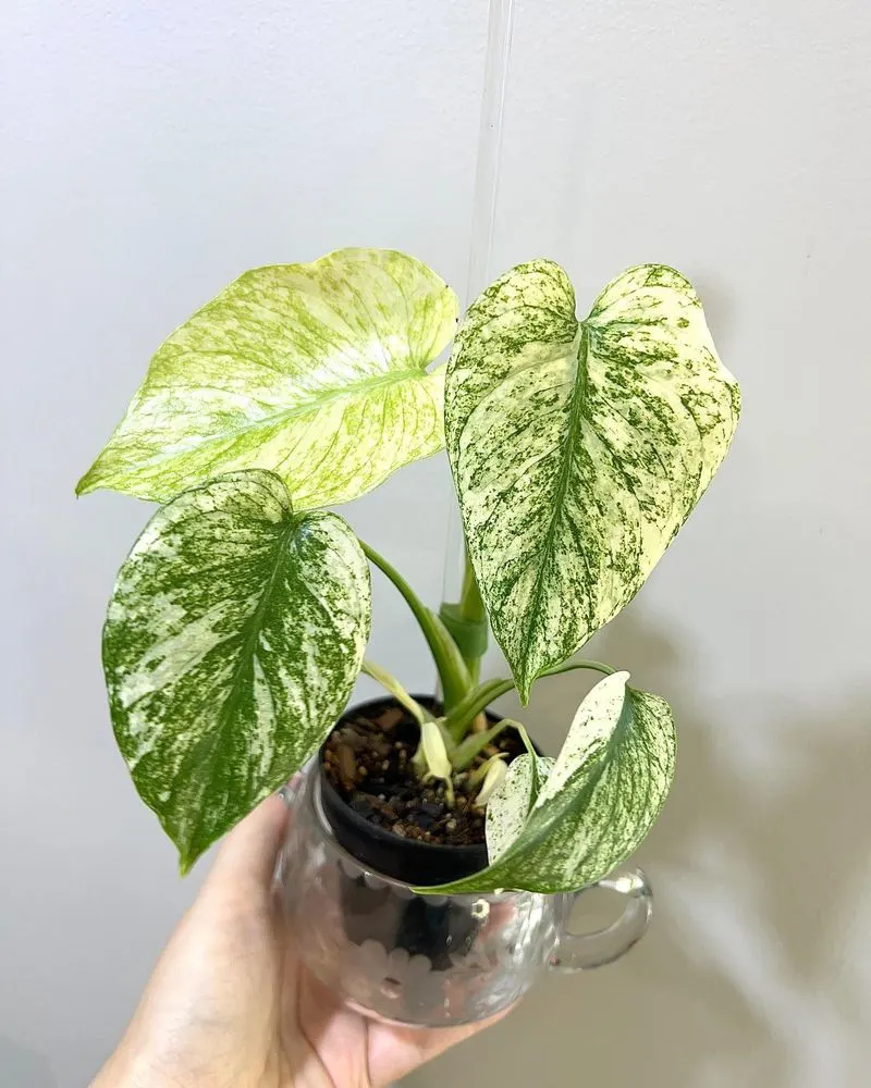 Mint