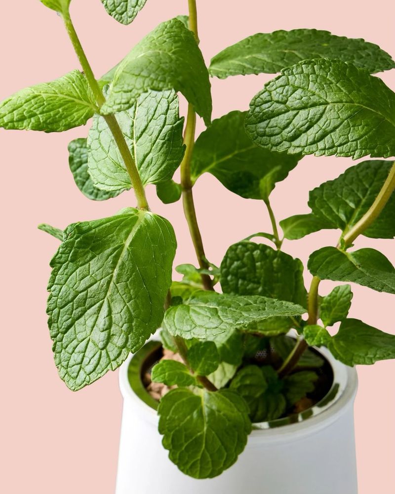 Mint
