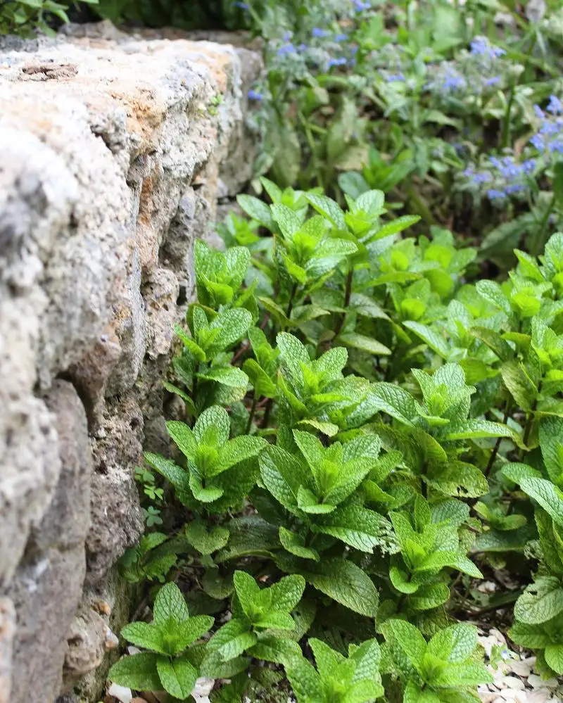 Mint