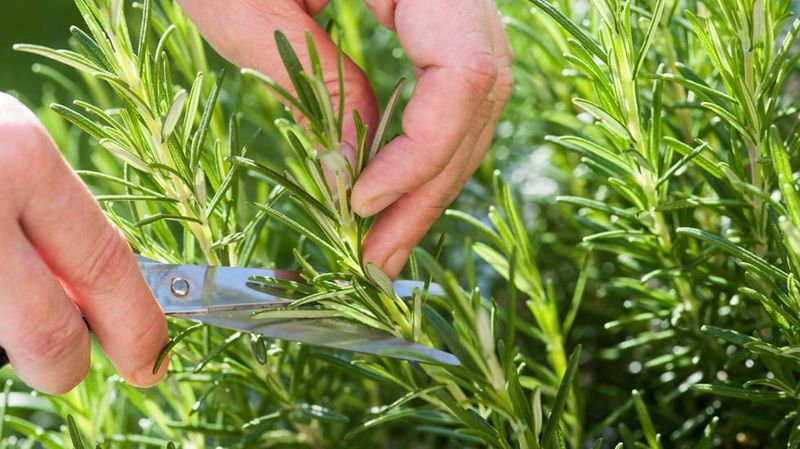 Rosemary