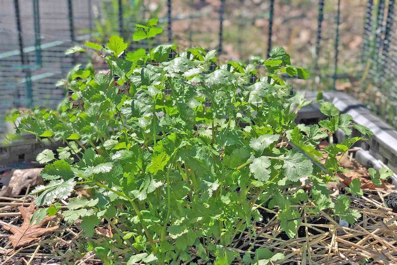 Cilantro