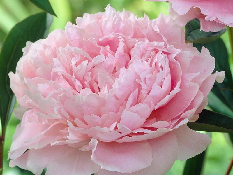 Peony