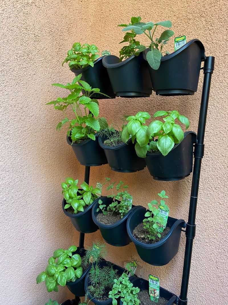 Mint