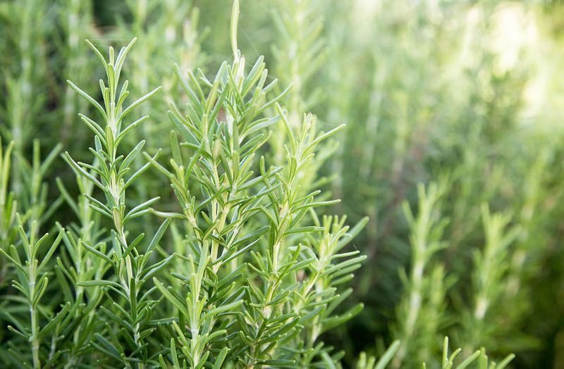 Rosemary