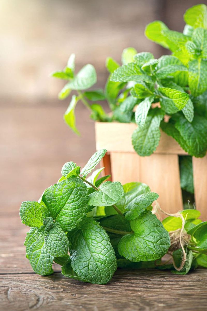 Mint