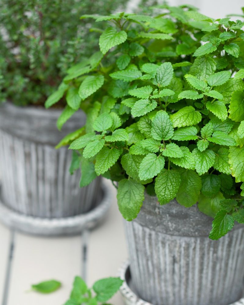 Mint