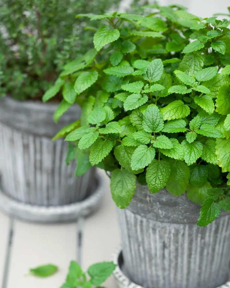 Mint