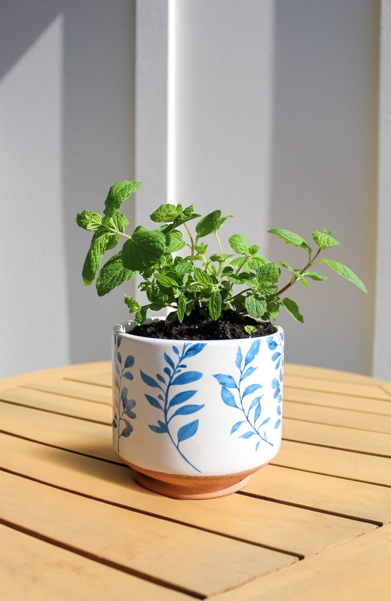 Mint