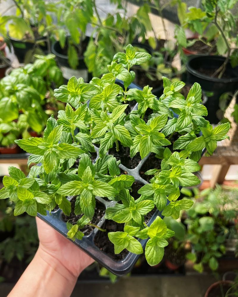 Mint