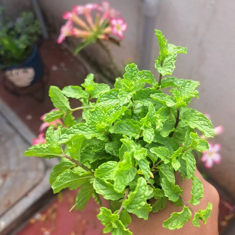 Mint