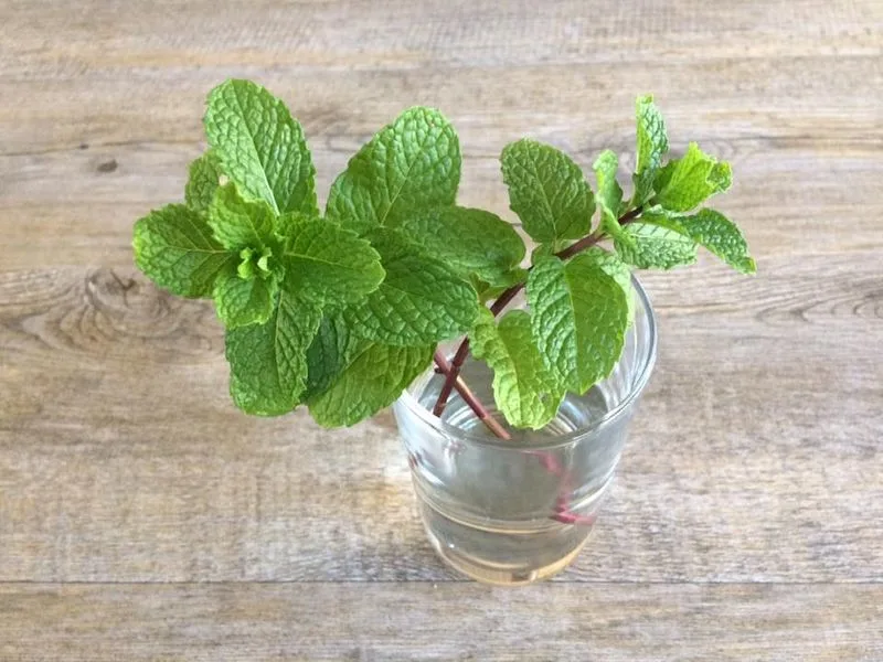 Mint