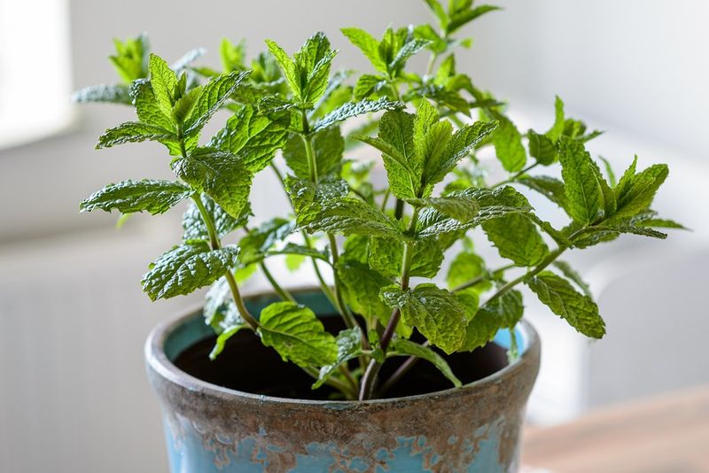 Mint Marvel