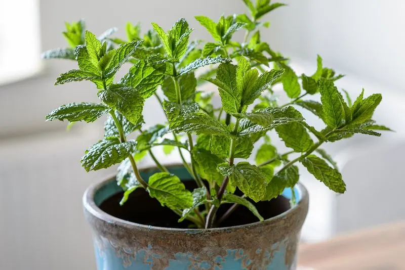Mint Marvel
