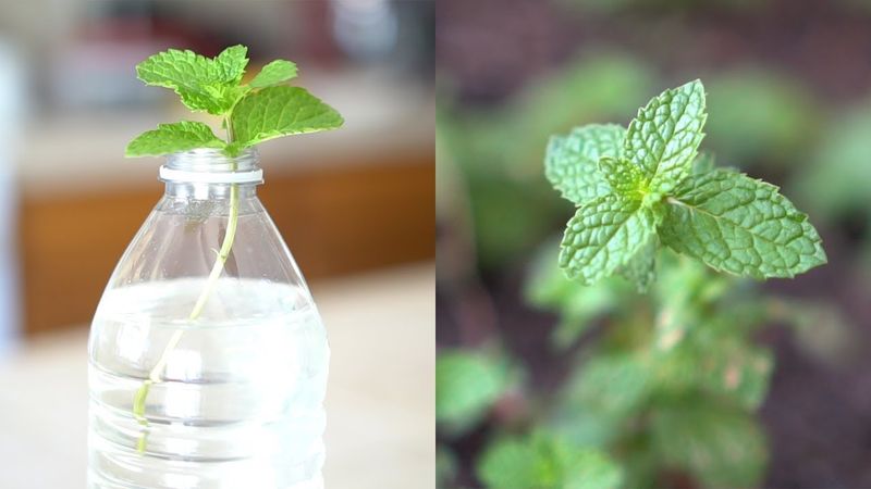 Mint Sprigs