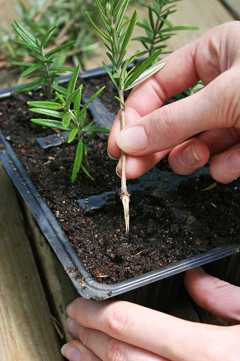 Rosemary from Cuttings