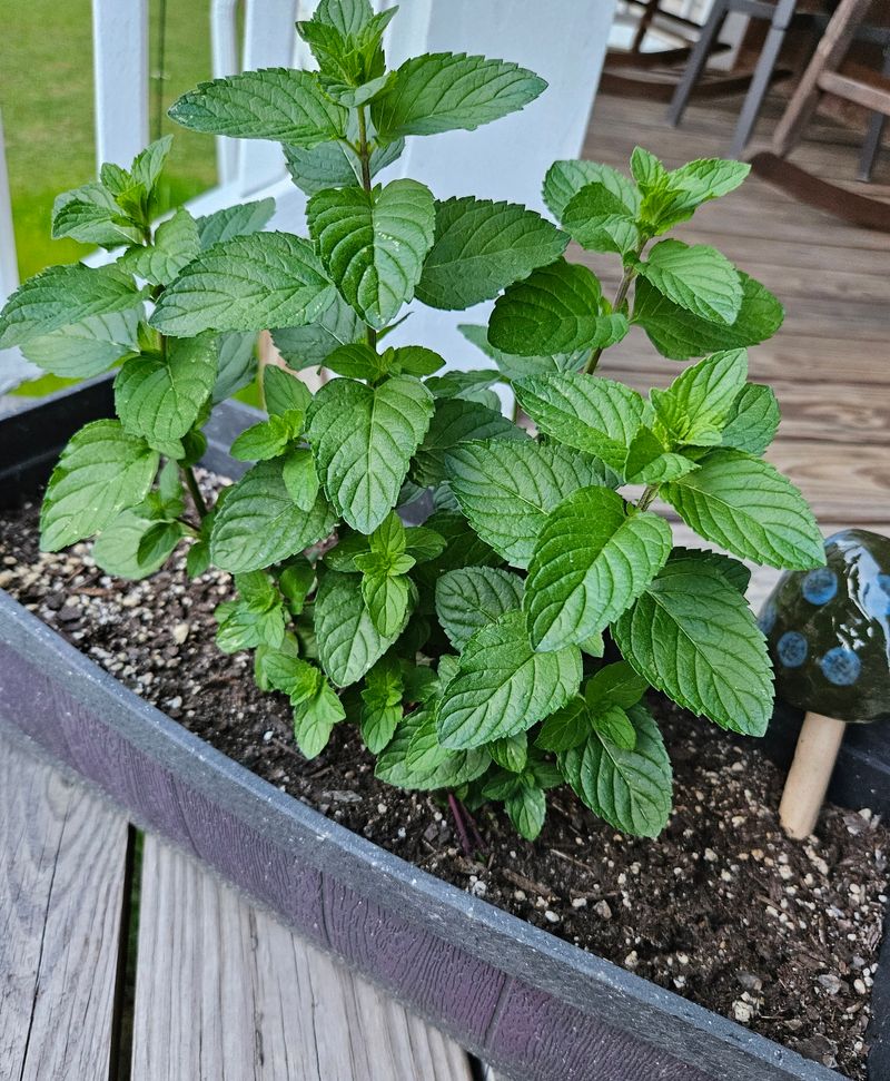 Mint