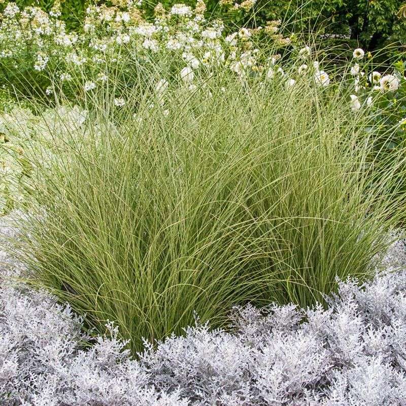 Miscanthus 