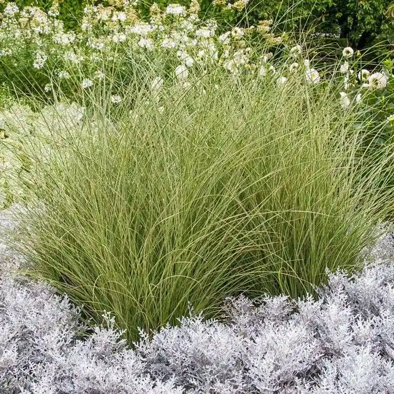 Miscanthus
