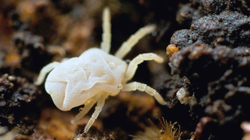 Mites