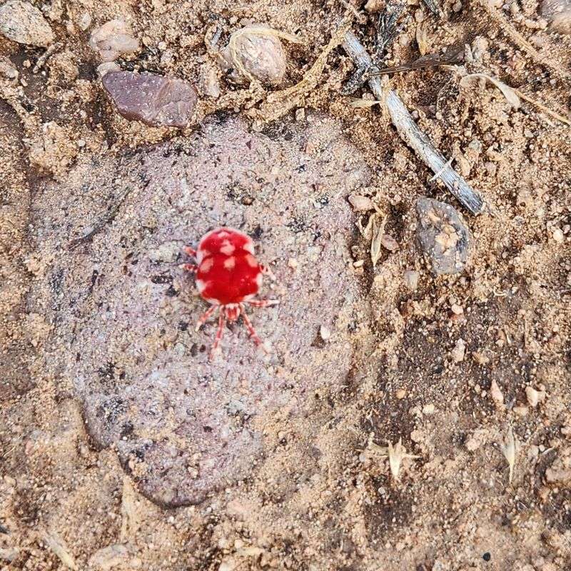 Mites