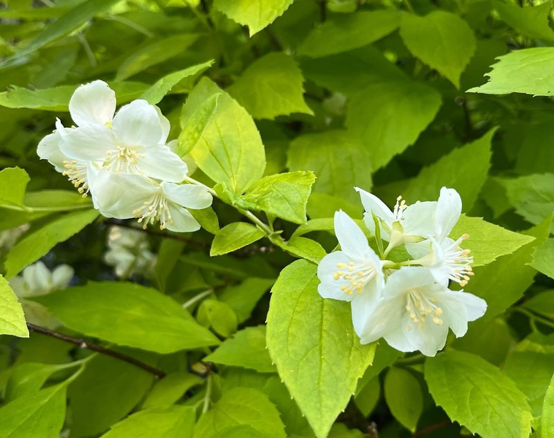 Mock Orange