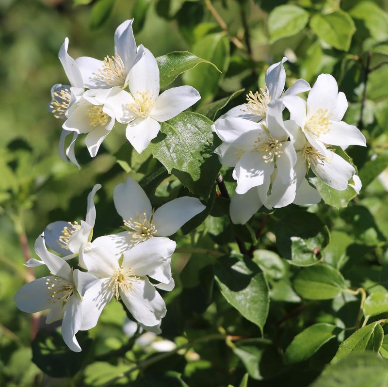 Mock Orange