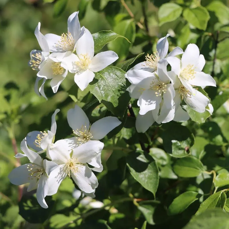 Mock Orange
