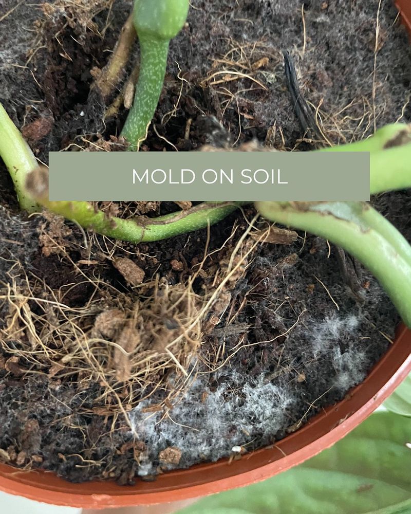 Moldy Soil