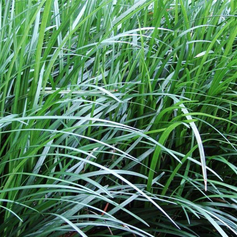 Mondo Grass