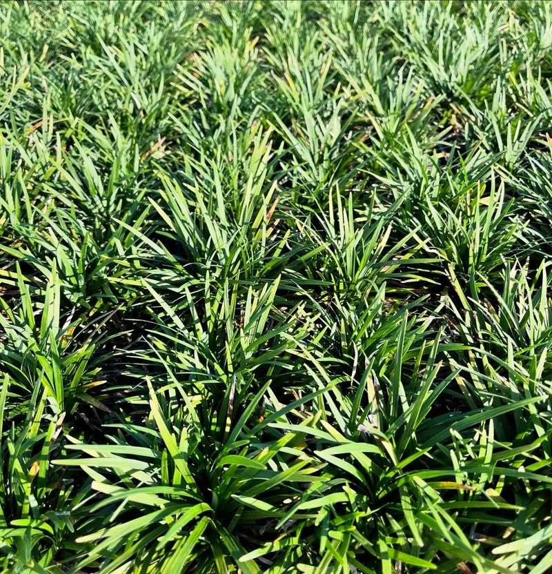Mondo Grass
