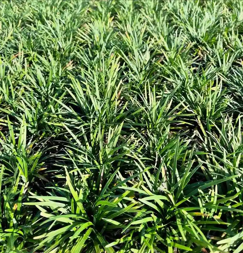 Mondo Grass