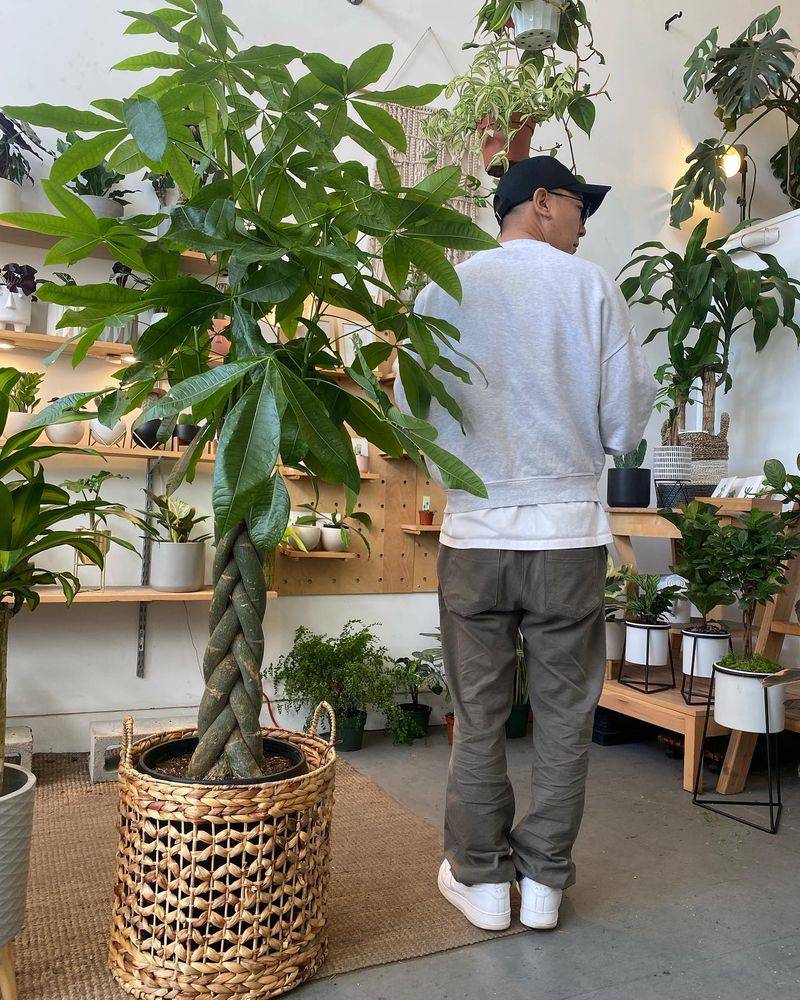 Money Tree