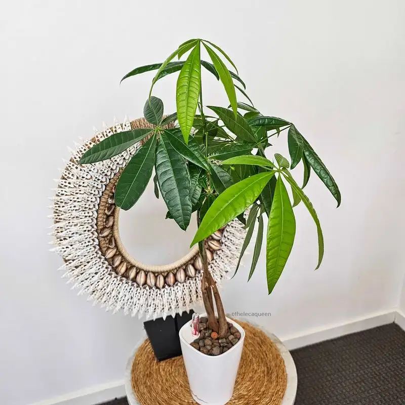 Money Tree