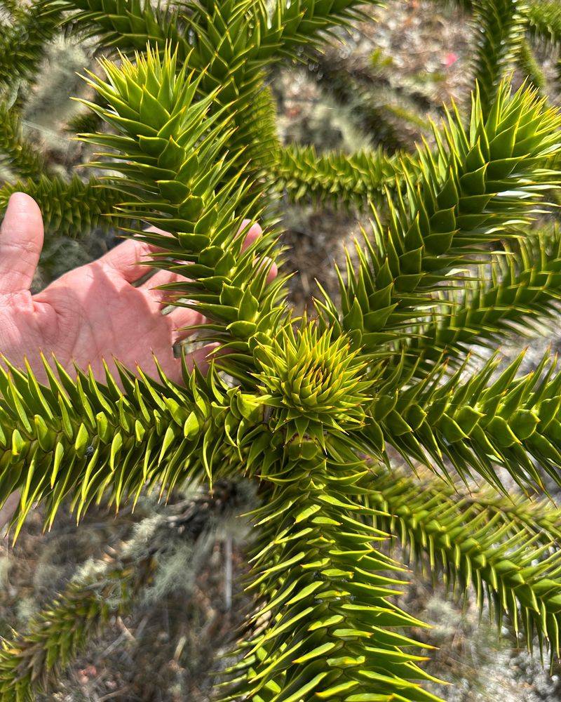Monkey Puzzle Tree