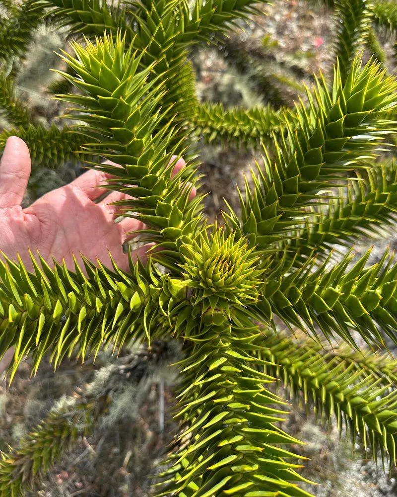 Monkey Puzzle Tree