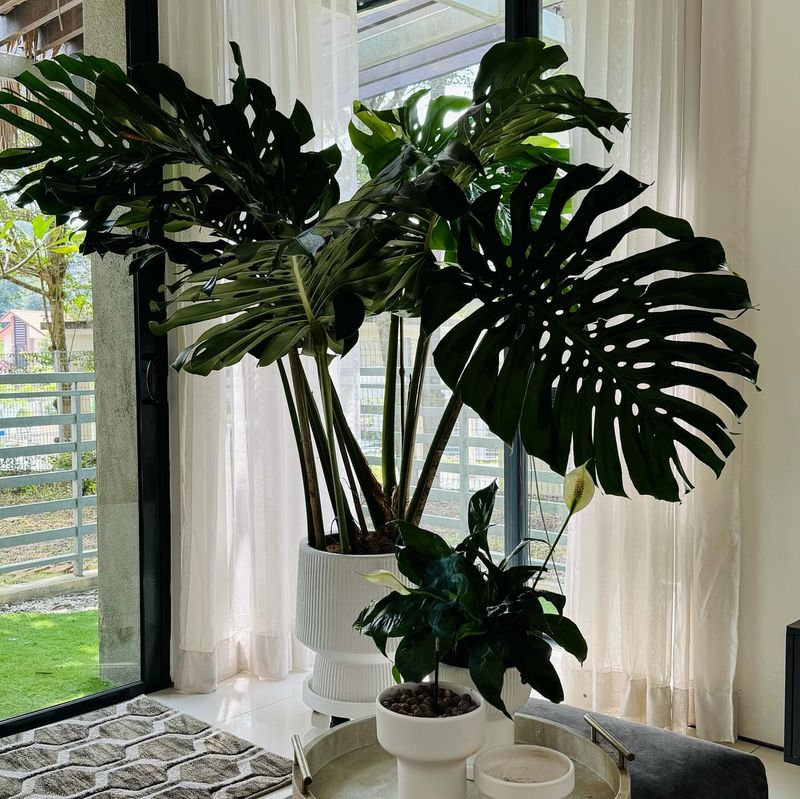Monstera