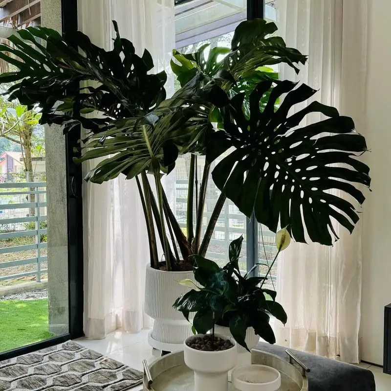 Monstera